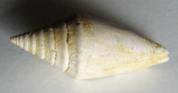Conus dujardini , Deshayes, 1845